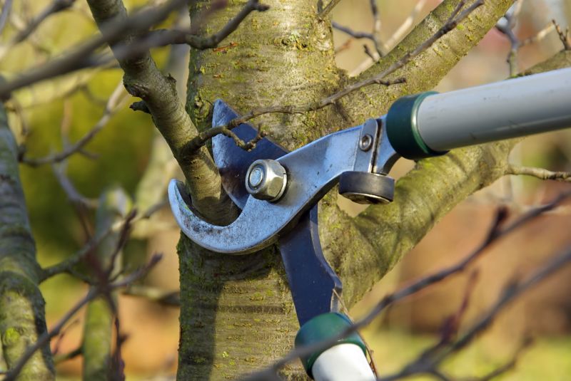 Limb Pruning in Allentown, PA