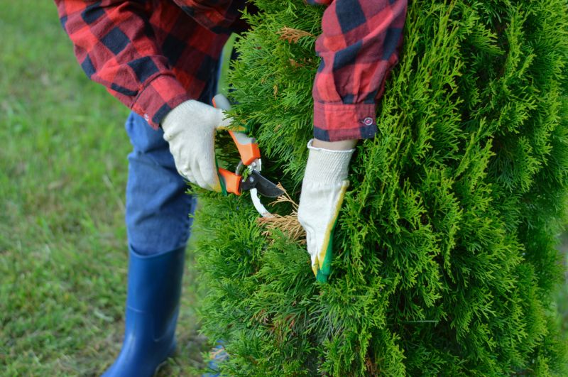Arborvitae Pruning in Honolulu, HI