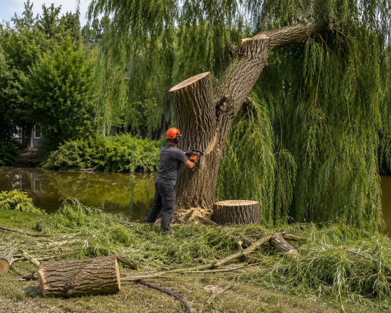 Birch Tree Removal in Doylestown, PA