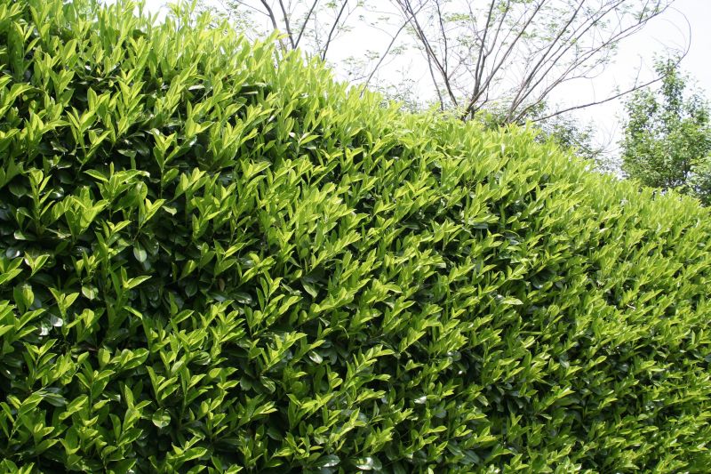 Lush Green Hedges