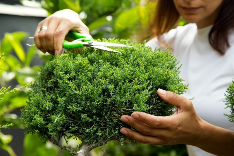 Shrub Pruning in Rockwall, TX