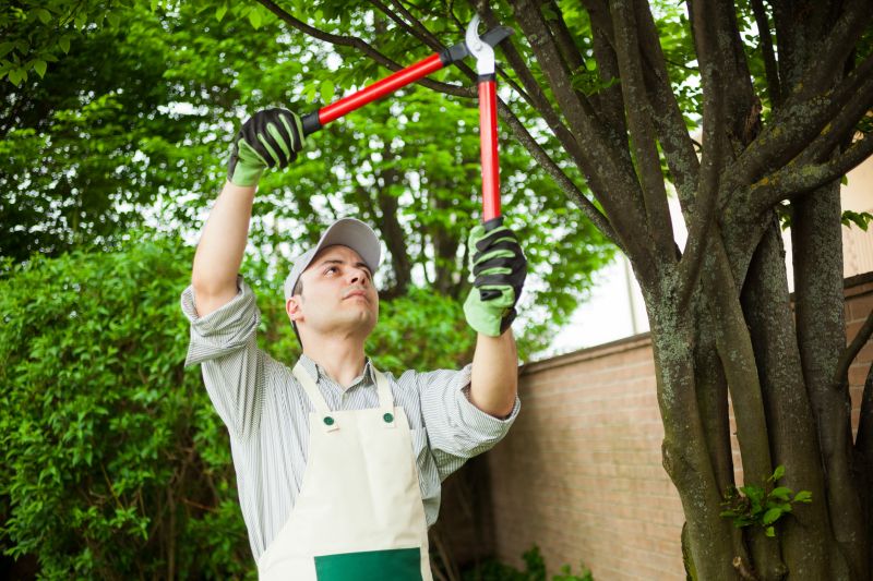 Arborists Providing Trimming